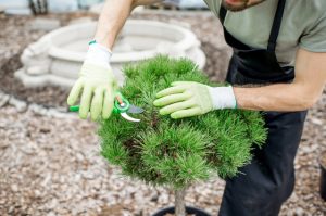 Shrub Pruning in Saint Louis MO