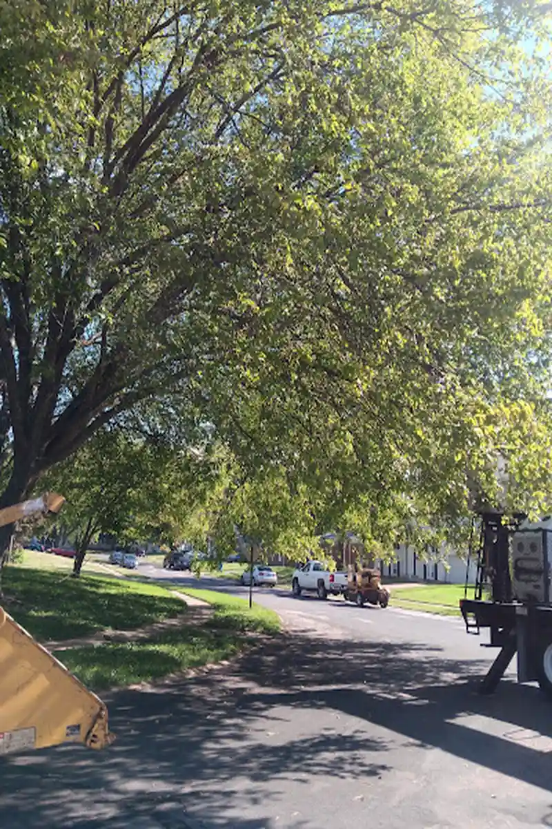 Reliable local tree service in St. Louis, MO Our local tree service at work in St. Louis, MO
