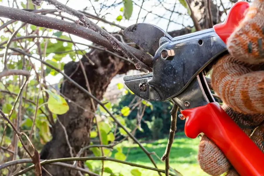 Affordable Tree Pruning St. Louis, MO