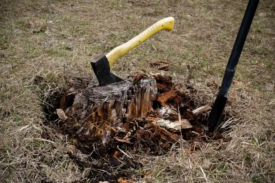 How Stump Removal Improves Soil Health And Lawn Growth St. Louis, MO