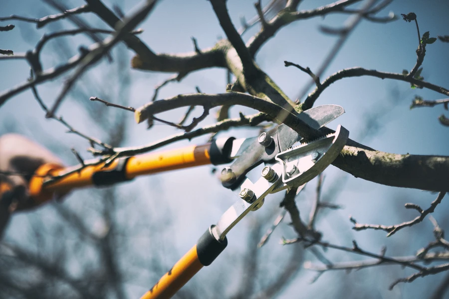 How Tree Pruning Enhances Your Trees Health And Growth in St. Louis, MO
