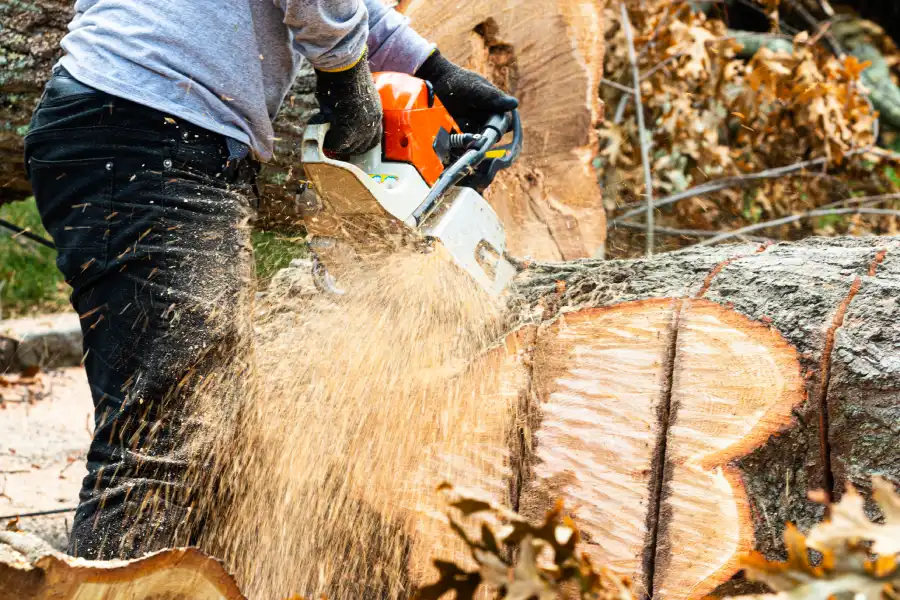 Large Tree Removal Safety Steps Homeowners Should Know in St. Louis, MO
