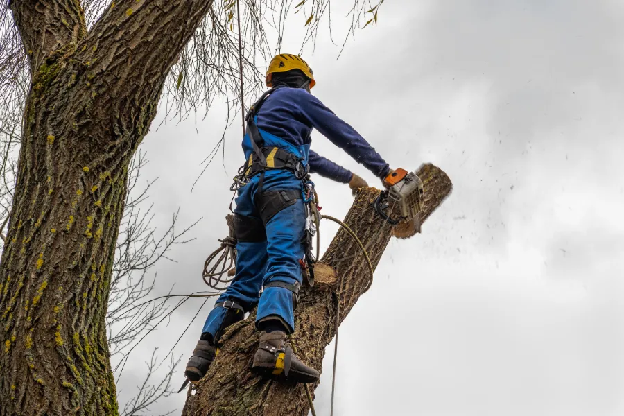 Professional Large Tree Removal in St. Louis, MO