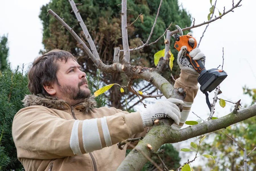 Professional Tree Pruning St. Louis, MO