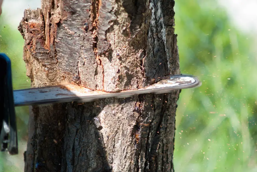 Reliable Large Tree Removal in St. Louis, MO