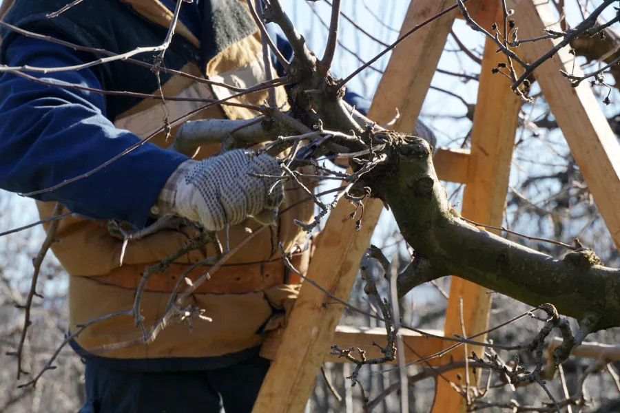 Reliable Tree Pruning St. Louis, MO