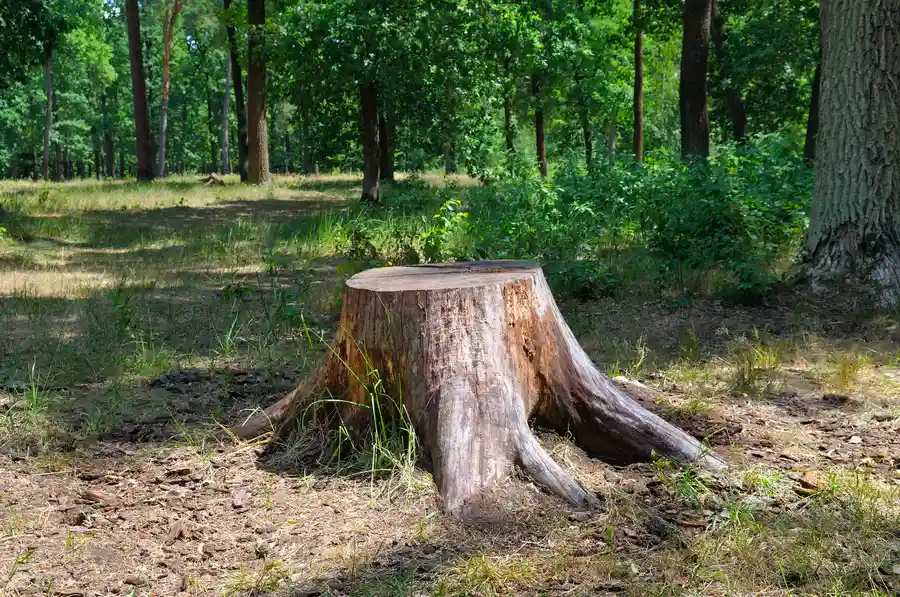 The Connection Between Stump Removal And Property Value St. Louis, MO