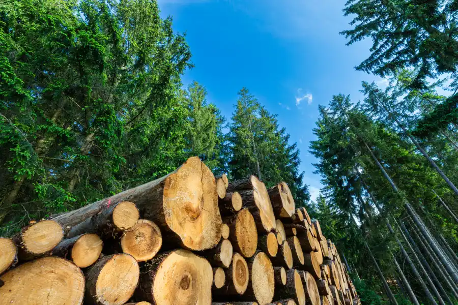 When Large Tree Removal Is Necessary for Property Health in St. Louis, MO