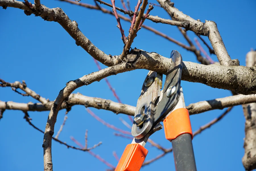 Why Professional Tree Pruning Prevents Long-term Damage St. Louis, MO