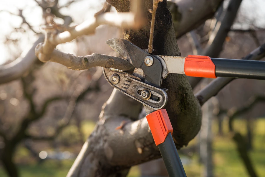 Why Professional Tree Pruning Prevents Long-term Damage in St. Louis, MO